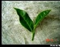 建欣品茶业欣品名茶